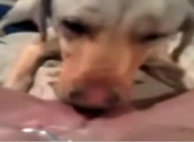 Video :Dog eating and licking the pussy of slut